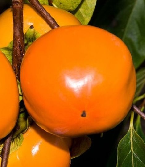 Hurmi kaki 'Hana Fuyu' 1. trieda, osobný odber